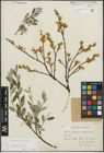 Foto von Salix repens subsp. incubacea (L.) A. Neumann